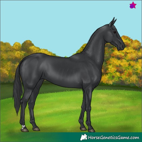 Horse Color:Black  and Black 