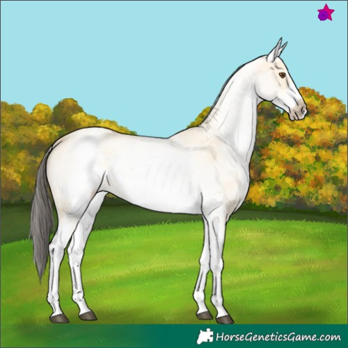 Horse Color:White Spotted Buckskin Dun Sabino Frame 