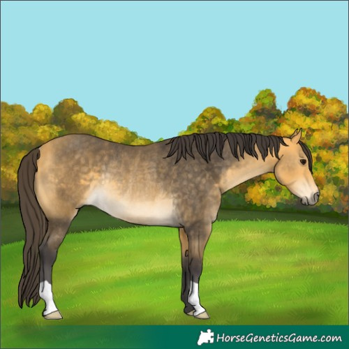 Horse Color:Buckskin Rabicano