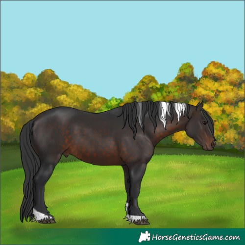 Horse Color:Brown Tobiano 