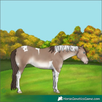 Horse Color:Classic Champagne Tobiano