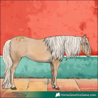 Horse Color:Palomino Appaloosa