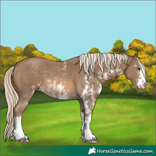 Horse Color:Chocolate Palomino Sabino 