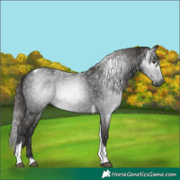 Horse Color:Gray Liver Chestnut Tobiano 