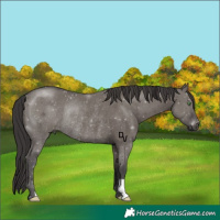 Horse Color:Smoky Grullo Rabicano 