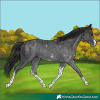 Horse Color:Black Sabino 