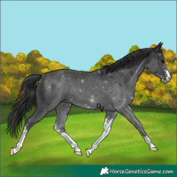 Horse Color:Black Sabino