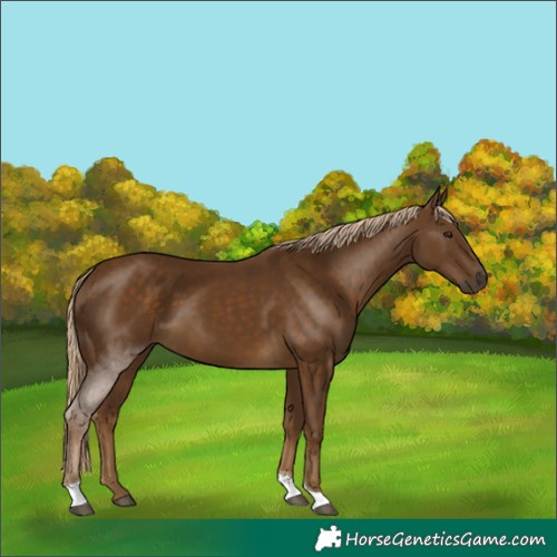 Horse Color:Chocolate Palomino Tobiano