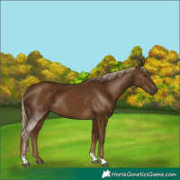 Horse Color:Chocolate Palomino Tobiano