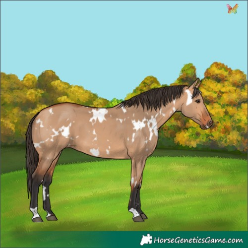Horse Color:White Spotted Bay Dun 