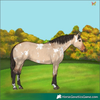 Horse Color:White Spotted Bay Dun 