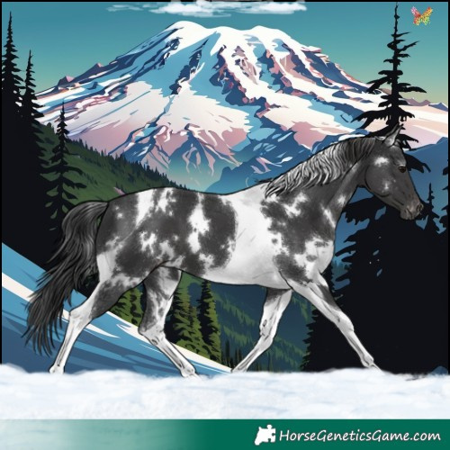 Horse Color:White Spotted Black Tobiano Varnish 