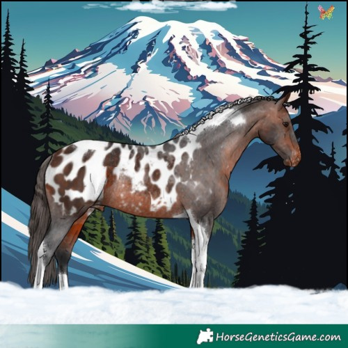 Horse Color:Bay Tobiano Blanket Rabicano 
