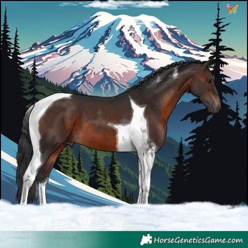 Horse Color:Brown Tobiano 