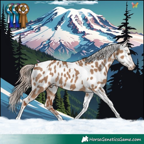 Horse Color:Red Dun Tobiano Appaloosa 