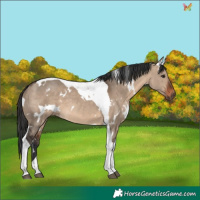 Horse Color:White Spotted Brown Dun Tobiano 
