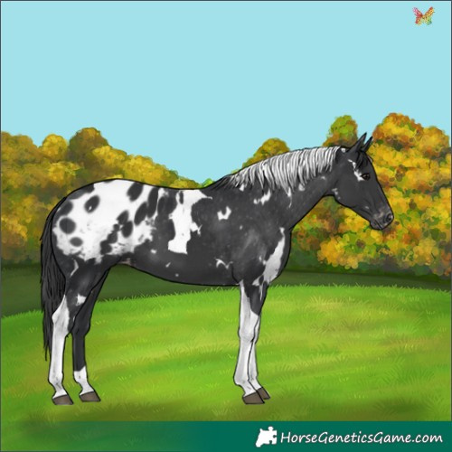 Horse Color:White Spotted Black Tobiano Appaloosa 