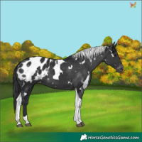 Horse Color:White Spotted Black Tobiano Appaloosa 