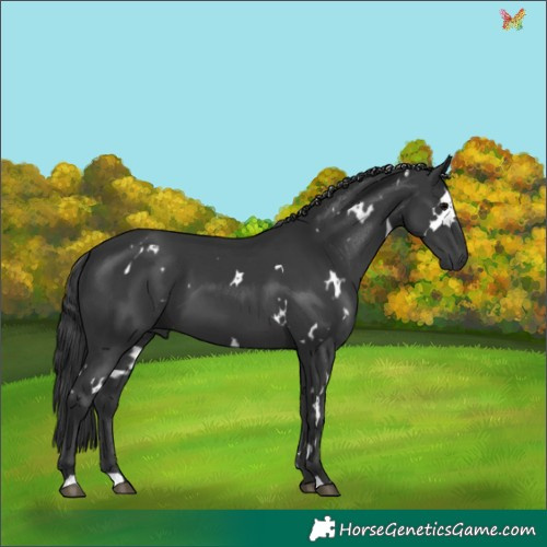 Horse Color:White Spotted Black 