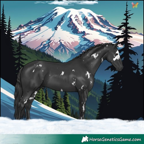 Horse Color:White Spotted Black 
