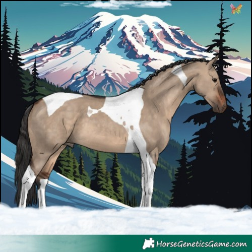 Horse Color:Brown Dun Tobiano 