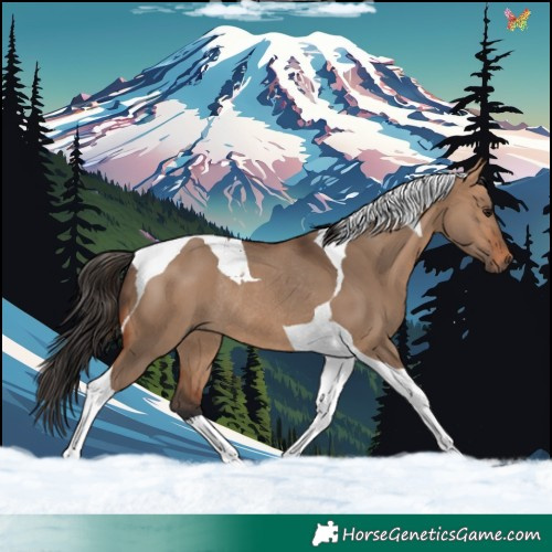 Horse Color:Bay Dun Tobiano Rabicano 