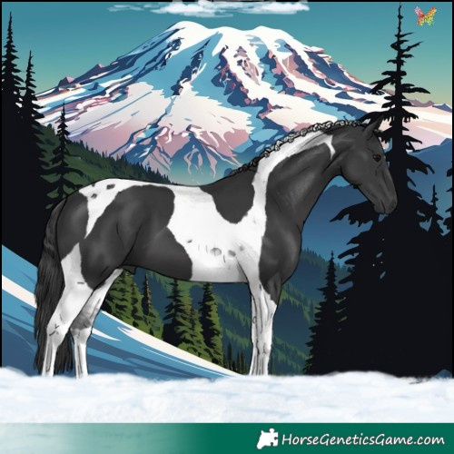 Horse Color:Black Tobiano 