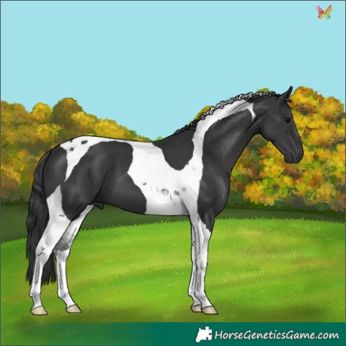 Horse Color:Black Tobiano 