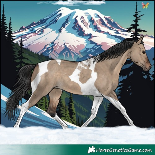 Horse Color:Brown Dun Tobiano 