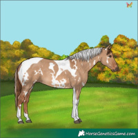 Horse Color:White Spotted Red Dun Tobiano Rabicano 