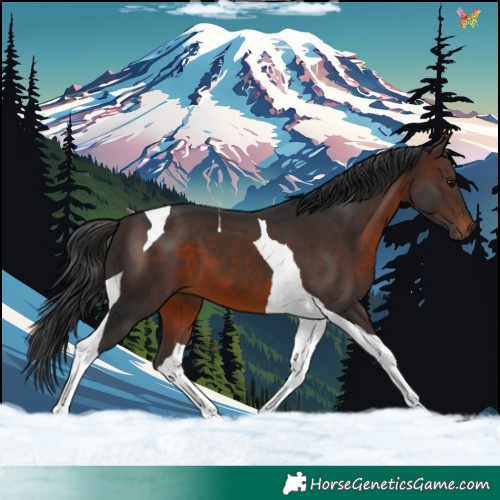 Horse Color:Brown Tobiano 