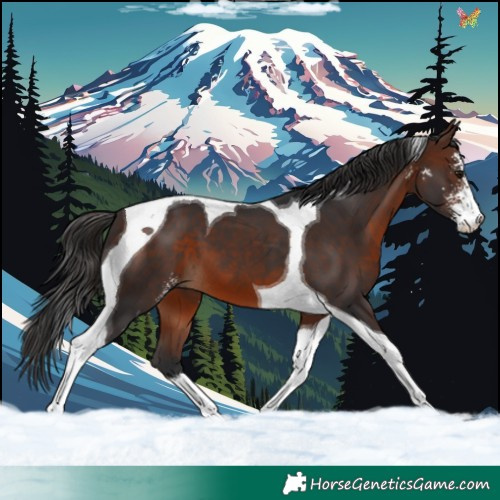 Horse Color:Brown Sabino Tobiano 