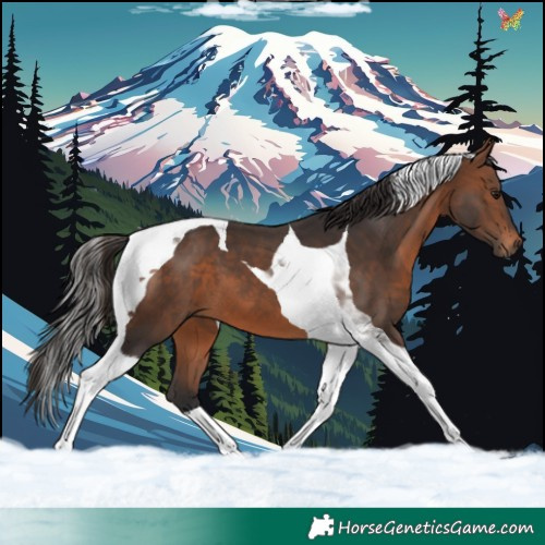 Horse Color:Brown Tobiano 