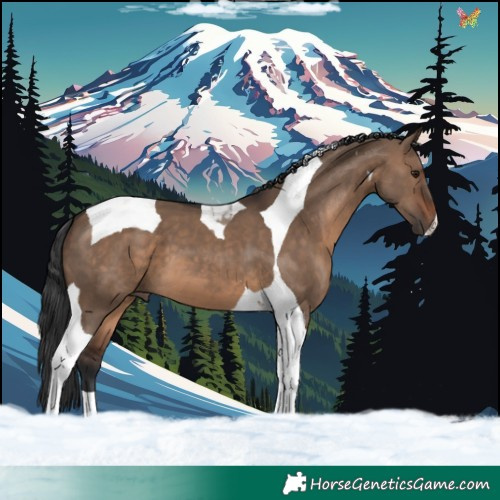 Horse Color:Brown Dun Tobiano 