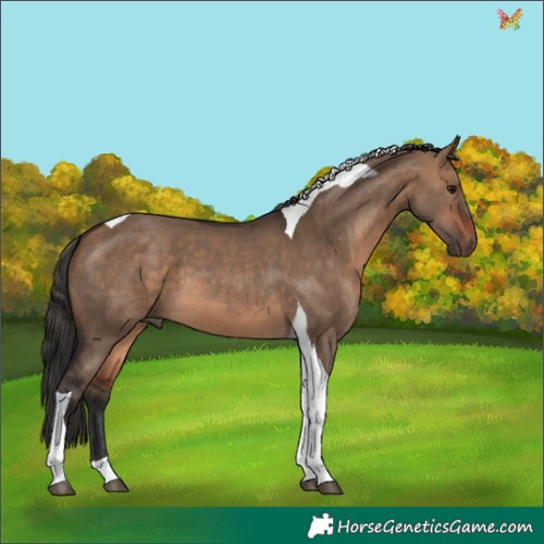 Horse Color:Bay Dun Tobiano 