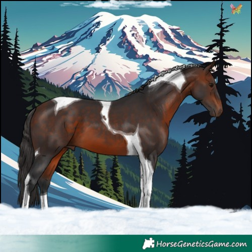 Horse Color:Bay Tobiano 