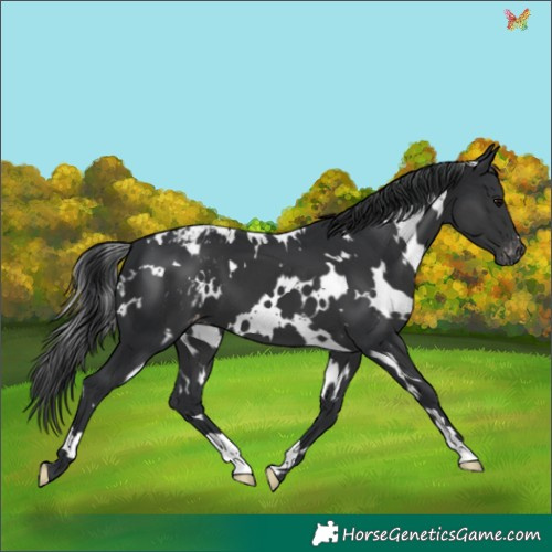 Horse Color:White Spotted Black Appaloosa 