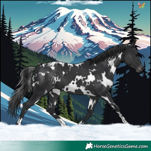 Horse Color:White Spotted Black Appaloosa 