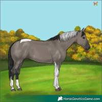 Horse Color:Grullo Tobiano 