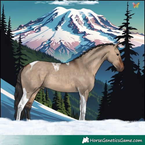 Horse Color:Bay Dun Tobiano Rabicano 