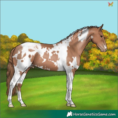 Horse Color:White Spotted Black Pearl Tobiano 