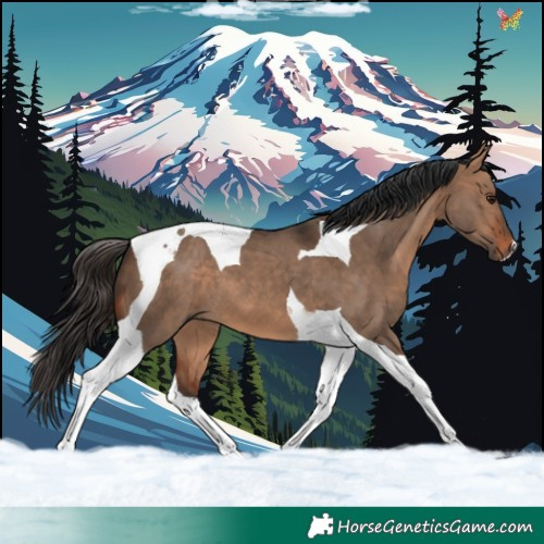 Horse Color:Bay Dun Tobiano 