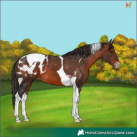 Horse Color:Bay Sabino Tobiano Appaloosa 