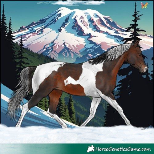 Horse Color:Brown Tobiano 