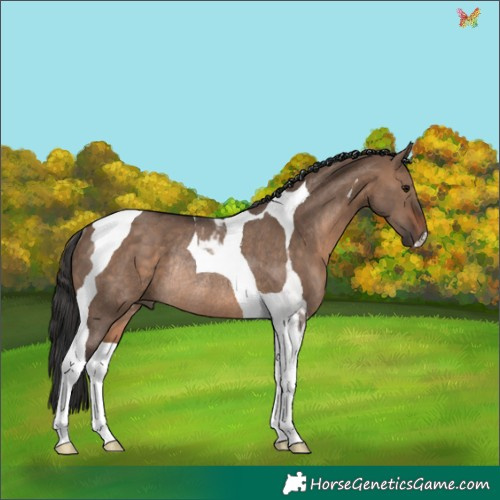 Horse Color:Brown Dun Tobiano Rabicano 