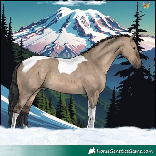 Horse Color:Brown Dun Tobiano 