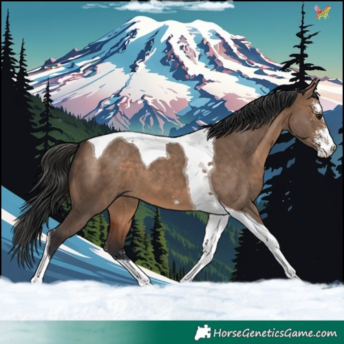 Horse Color:Brown Dun Sabino Tobiano 