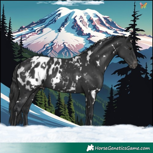 Horse Color:White Spotted Black Blanket 