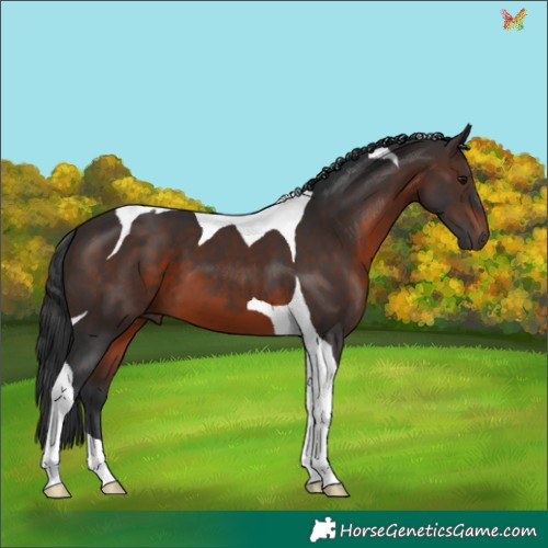 Horse Color:Brown Tobiano 