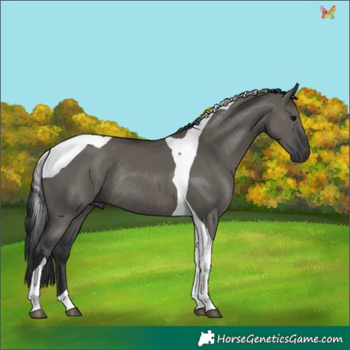 Horse Color:Grullo Tobiano Rabicano 